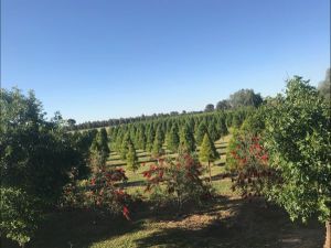 Rutherglen Christmas Trees Farm Stay - Hervey Bay Accommodation